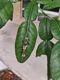 Image result for Deverra burchellii