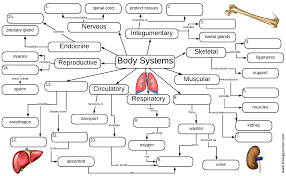 Graphic Organizer Over The Body Systems Human Body