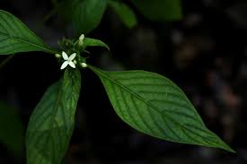 Image result for Pentas micrantha