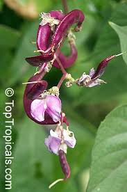 Image result for Lablab