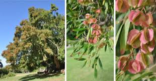 Image result for Syncolostemon canescens