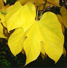 Image result for Firmiana