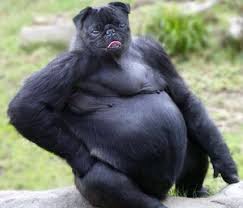 Rare animals funny animals photoshopped animals animal mashups myths & monsters images gif magical creatures creature design animal cute baby animals funny animals photoshopped animals bizarre animals hybrid art animal mashups photoshop me montage photo funny. Funny Pictures Of Hybrids Photoshop Animals Pictures