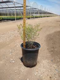 Image result for Cassia thyrsoidea