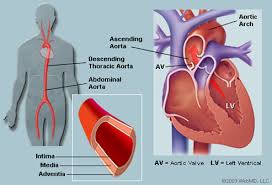 Free online quiz arteries of the chest area. Ilustration Picture Of Anatomical Structures Heart