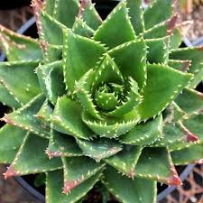 Image result for Aloe nuttii