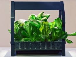 10 Ways To Spruce Up Your Home With Greenery In Singapore Urban Home Singapore Indoor Gardening Kit Hydroponic Gardening Ikea Indoor Garden