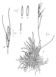 Image result for Capillipedium