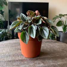 When small, peperomia houseplants can be used in dish gardens and terrariums. How To Care For Peperomia Leafy Life Care Instructions Guides