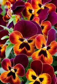Most Up To Date Totally Free Pansies Care Thoughts Pansies Would Be The Colourful Flowers With Faces Your Cool Weather F Pansies Flowers Flower Care Pansies