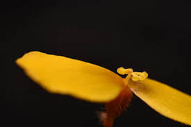 Image result for Begonia pulcherrima