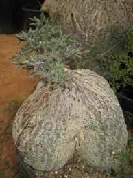 Image result for Cyphostemma