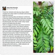 Amalan memakanya tidak perlu direbus kerana akan mematikan kandungan enzim dan menjadi tidak berkesan. Ulam Pucuk Kari Bukan Sahaja Sedap Malah Banyak Khasiat Sayangnya Ramai Tak Tahu Keluarga