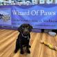 Core Pawtential | Wizard of Paws