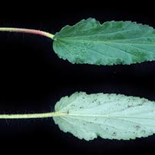 Image result for Monsonia glauca