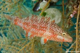 Image result for Rourea orientalis