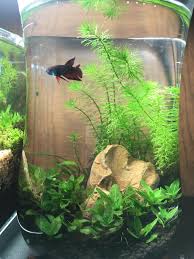 Betta Need 2 5 Gallons A Place To Hide Temperatures Of 72 80 Degrees Fahrenheit And A Filter This Doesn Diy Fish Tank Betta Aquarium Fresh Water Fish Tank