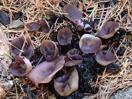 Image result for Emilia violacea