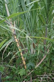 Poudre d'extrait de canne à sucre utilisée pour renforcer l'endurance, la vigueur et la force physique 3. J Ai Fait Mon Jus De Canne Passion Culinaire By Minouchka