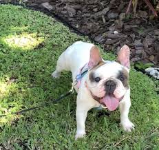 Breeding sound and healthy french bulldogs. French Bulldog Puppies For Sale In Florida Akc French Bulldogs Fl Poetic French Bulldogs French Bulldog Puppies Bulldog Puppies French Bulldog