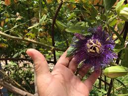 Send your next arrangement for any occasion with us and get the best flowers in katy, texas. Flora And Fauna Explore Texas