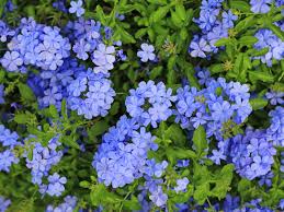 We only buy from the highest quality sources throughout the world. Plumbago Care Where And How To Grow A Plumbago Plant