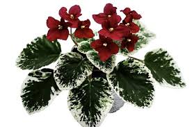 Image result for Streptocarpus eylesii