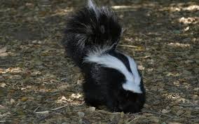 Cucumber trellises, pea trellises, bean trellises Tips On How To Get Rid Of Skunks On Your Property Animal Control Specialists