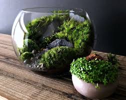Pdf Instructions Macrame Curtain Handmade Macrame Wall Etsy Woodland Plants Terrarium Bowls Moss Terrarium