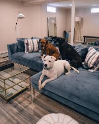 So when i recently got a dog, i didn't think twice and have taken him on nearly every trip everyone has been friendly and nice. Basement Makeover Renovation Reveal Jess Ann Kirby