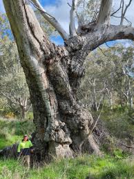 Image result for Eucalyptus camaldulensis