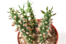 Image result for Austrocylindropuntia