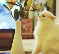 Wie schädlich sind duftkerzen und räucherstäbchen? Zitronen Deos Und Zigaretten 7 Geruche Die Katzen Hassen