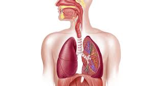 It also cleans waste gases, such as. Respiratory System How We Breathe