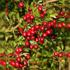 Боярышник (crataegus), народные названия барыня, боярка, глодь. Sazhency Boyaryshnika Boyarka Odnopestichnyj Kupit V Moskve Po Cene Ot 890 Rublej