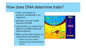 There are genes for height, genes for nose size and shape, genes for the color of hair, skin, and eyes. Structure And Function Of Dna We Have Come A Long Way On That Old Molecule Dna Ppt Download