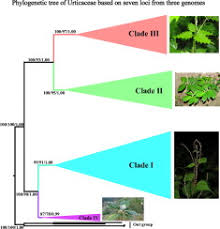 Image result for Droguetia ambigua