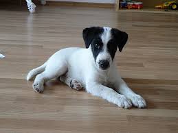 Image result for foxteriér hladkosrstý