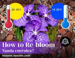 Image result for Vanda coerulea