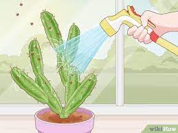 How do i know which type of cactus i have? 3 Simple Ways To Get Rid Of Cactus Bugs Wikihow