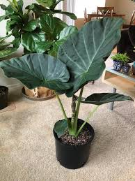Alocasia Regal Shield Elephant Ear Been Wanting For Months And Months Now Finally Found One The Only One An Plants Hanging Plants Outdoor Alocasia Plant