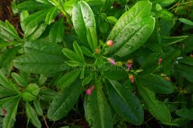 Image result for Talinum tenuissimum