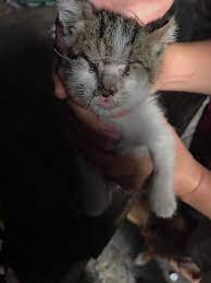 Ebenso erfahren sie, worauf die artgenossen mit beißen. Dieses Katzenbaby Wurde Gestohlen Und Mit Zusammengenahten Augen Und Ohren Aufgefunden