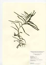Image result for Potamogeton richardii