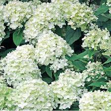 Mein schöner garten, mein schöner garten spezial, gartenspaß, lisa blumen & pflanzen, mein schönes land, mein schöner landgarten, mein schönes landhaus, landedition rezepte, meine gute. Mein Schoner Garten Xxl Rispenhortensie Gunstig Online Kaufen Mein Schoner Garten Shop