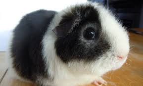 Get guinea pig sale near me today with drive up, pick up or same day delivery. Guinea Pig Shop Near Me Cheap Buy Online