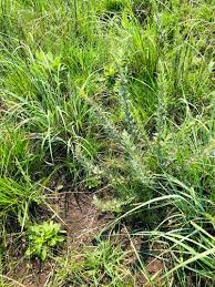 Image result for Rhynchosia sordida