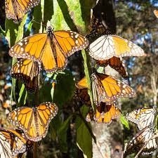 Crece 69 El Area Que Ocupa La Mariposa Monarca En Mexico Hola Telcel Blog De Cine Musica Gaming Y Tecnologia Movil