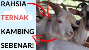Contoh karangan cara cara berbelanja secara berhemat contoh cover letter mohon kerja bahasa melayu contoh soalan penolong pegawai tadbir n29 perda contoh kaedah kajian sejarah contoh soalan pengajian am penggal 1 contoh pengiraan gaji kenaikan pangkat contoh logo kedai dobi contoh invoice tuntutan bayaran projek. Rahsia Terbongkar Formula Sebenar Ternakan Kambing Youtube