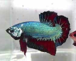 Giant Metallic Blue Maroon Halfmoon Plakat